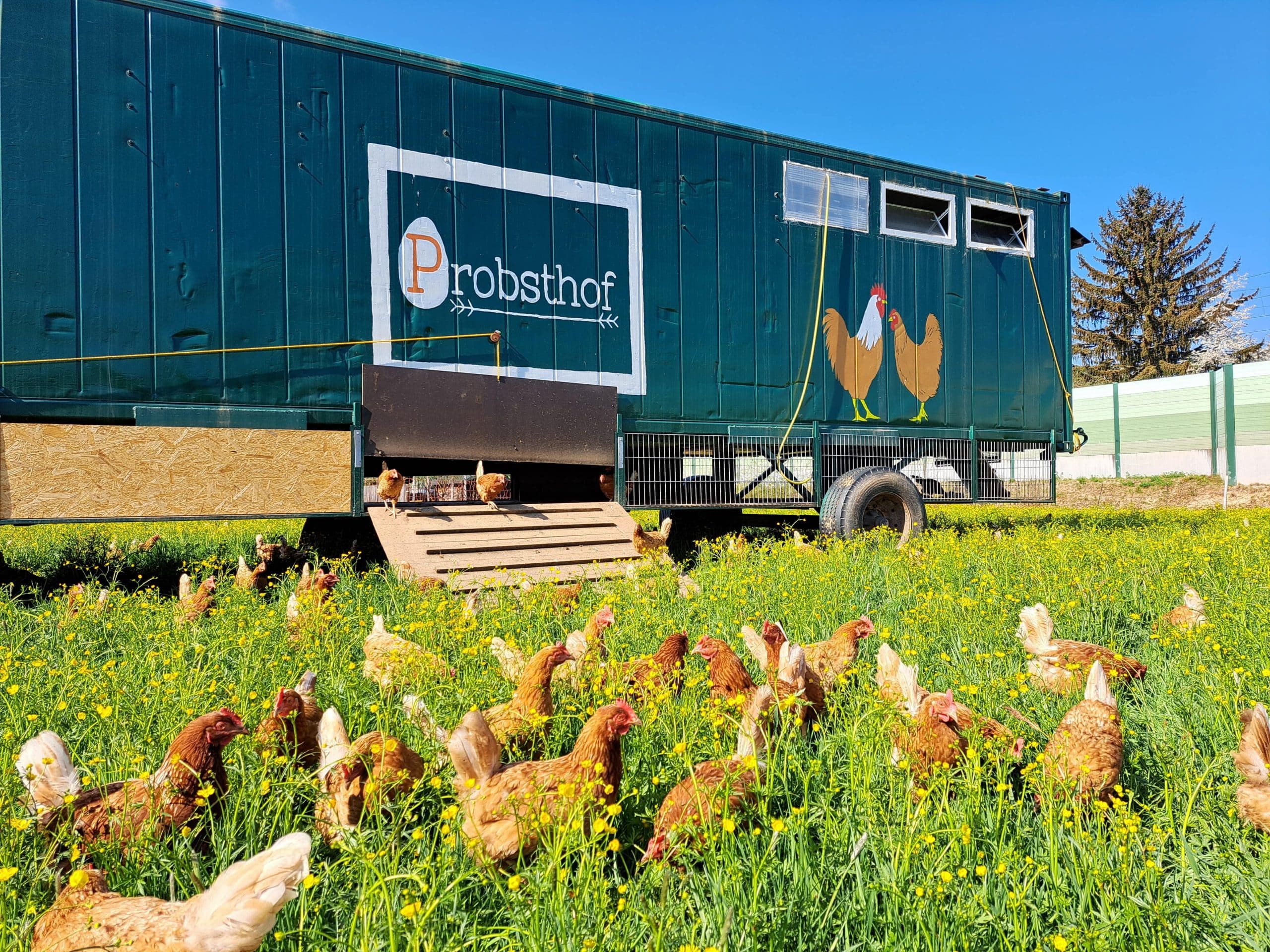 Ein Seecontainer, umgebaut zu einem Hühnerstall, in dunkelgrüner Farbe gestrichen und mit dem Logo des Probsthofs